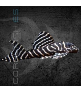 Hypancistrus Tigre L333 4 cm | Hypancistrus sp.