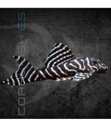 Hypancistrus Tigre L333 4 cm | Hypancistrus sp.