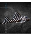 Hypancistrus Tigre L333 4 cm | Hypancistrus sp.