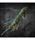 Ancistrus Green Dragon Velo 4 cm | Ancistrus sp.
