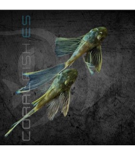 Ancistrus Green Dragon Velo 4 cm | Ancistrus sp.