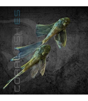 Ancistrus Green Dragon Velo 4 cm | Ancistrus sp.