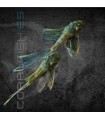Ancistrus Green Dragon Velo 4 cm | Ancistrus sp.