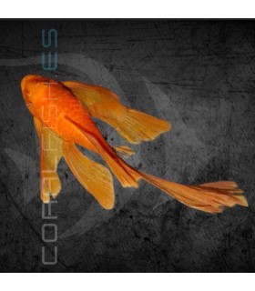 Ancistrus Super Red Velo 4 cm | Ancistrus sp.
