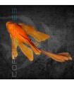 Ancistrus Super Red Velo 4 cm | Ancistrus sp.
