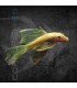 Ancistrus Albino Velo 4 cm | Ancistrus sp.
