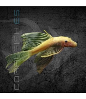 Ancistrus Albino Velo 4 cm | Ancistrus sp.