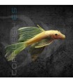 Ancistrus Albino Velo 4 cm | Ancistrus sp.