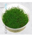 Eleocharis parvulus | In Vitro