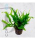 Microsorium pteropus | Maceta de 5cm