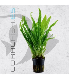 Microsorium pteropus "Narrowleaf" | Maceta de 5 cm