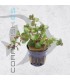 Rotala sp. Orange Juice | Maceta de 5 cm