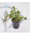 Rotala sp. Orange Juice | Maceta de 5cm