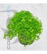 Micranthemum Monte Carlo | Maceta de 5 cm