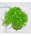 Micranthemum Monte Carlo | Maceta de 5 cm
