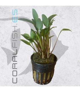 Cryptocoryne lutea | Maceta de 5 cm