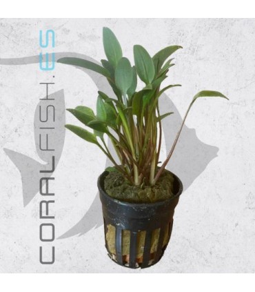 Cryptocoryne lutea | Maceta de 5 cm