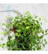 Glossostigma elatinoides | Maceta de 5 cm