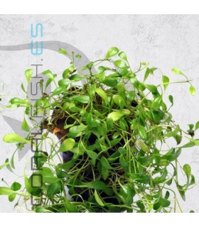 Glossostigma elatinoides | Maceta de 5 cm