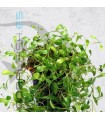 Glossostigma elatinoides | Maceta de 5 cm