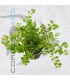 Rotala rotundifolia | Maceta de 5 cm