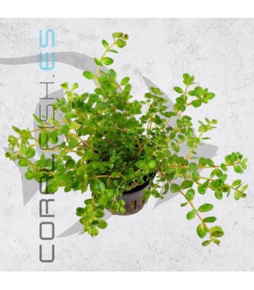 Rotala rotundifolia | Maceta de 5 cm