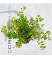 Rotala rotundifolia | Maceta de 5 cm