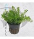 Rotala boschii | Maceta de 5 cm