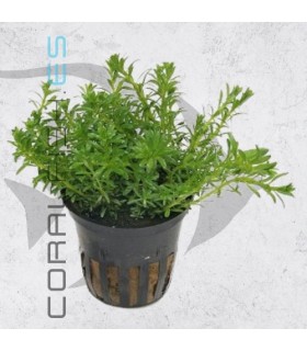 Rotala boschii | Maceta de 5 cm