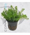 Rotala boschii | Maceta de 5 cm