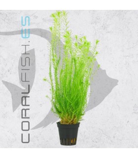 Mayaca fluviatilis submerse | Maceta de 5 cm