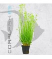 Mayaca fluviatilis submerse | Maceta de 5 cm