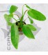 Echinodorus Ozelot Green | Maceta de 5 cm