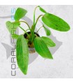 Echinodorus Ozelot Green | Maceta de 5 cm