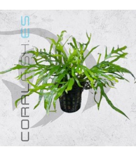 Microsorium trident | Maceta de 5 cm