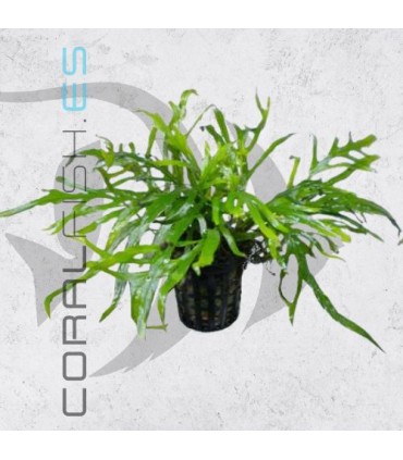 Microsorium trident | Maceta de 5 cm