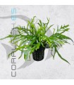 Microsorium trident | Maceta de 5 cm