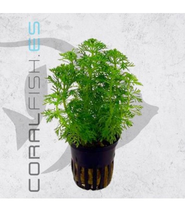 Ambulia sessiliflora (Limnophila) | Maceta de 5cm