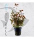 Ludwigia palustris Super Red | Maceta de 5cm