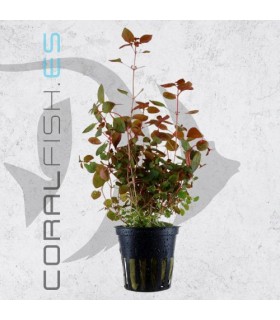 Ludwigia palustris Super Red | Maceta de 5cm