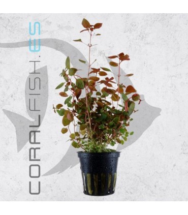 Ludwigia palustris Super Red | Maceta de 5cm