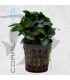 Anubias bonzai | Maceta de 5cm