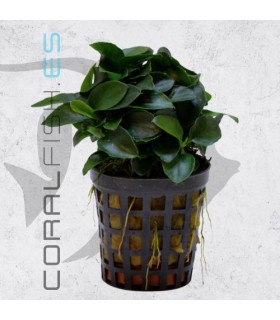 Anubias bonzai | Maceta de 5cm