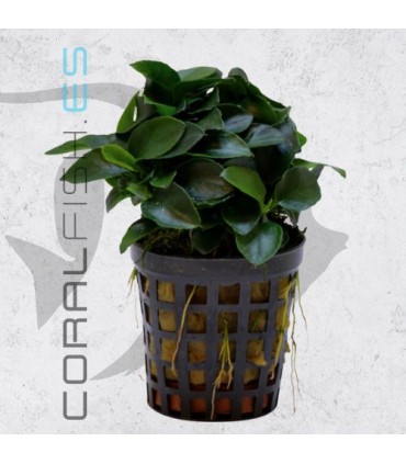 Anubias bonzai | Maceta de 5cm