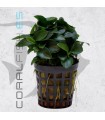 Anubias bonzai | Maceta de 5cm