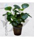 Anubias barteri Golden Coin | Maceta de 5 cm