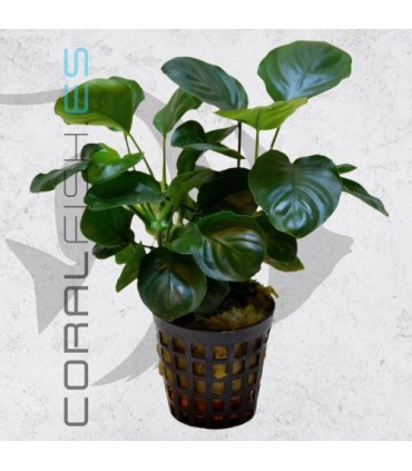 Anubias barteri Golden Coin | Maceta de 5 cm