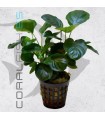 Anubias barteri Golden Coin | Maceta de 5 cm