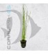 Vallisneria nana | Maceta de 5 cm