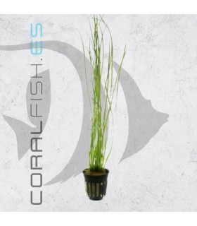 Vallisneria nana | Maceta de 5 cm